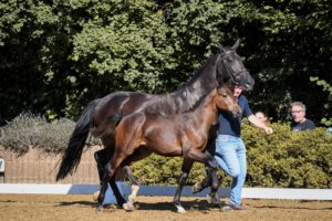 DSC 7254 k 300x200 - Burghof-Fohlen-Championat am 19. September 2021