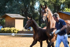 DSC 7462 300x200 - Burghof-Fohlen-Championat am 19. September 2021