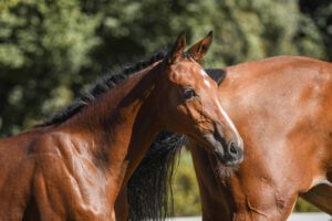 Burghof-Fohlen-Championat am 19. September 2021 DSC 7770 300x200 - Burghof-Fohlen-Championat am 19. September 2021