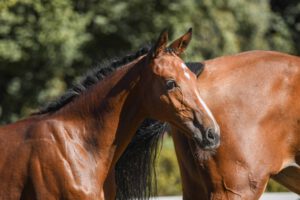 DSC 7770 300x200 - Burghof-Fohlen-Championat am 19. September 2021