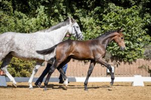 DSC 8957 300x200 - Burghof-Fohlen-Championat am 19. September 2021