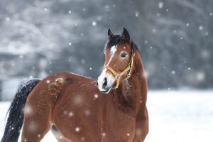 DSC 5288 300x200 - Familie Brodhecker wünscht Frohe Weihnachten