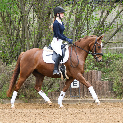 DSC 5780 400x400 - Sportpferde