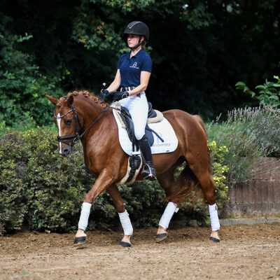 DSC 7468 400x400 - Sportpferde