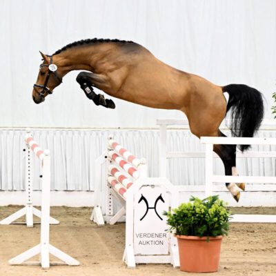 Nr 29 12 22 01 1486 scaled e1672483128435 400x400 - Halcon