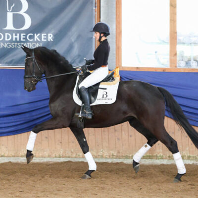 LLFZ5692 2023 03 04T21 37 16.324 1 scaled 400x400 - Sportpferde