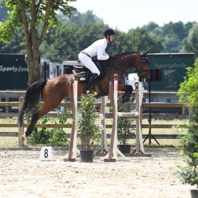 DSC 5775 scaled 400x400 - Sportpferde