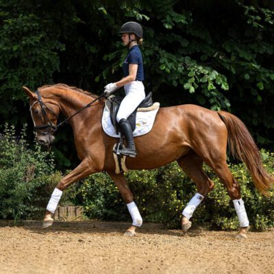 DSC 6996 edit scaled e1691772449100 400x400 - Sportpferde