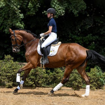 edit scaled e1691773243272 400x400 - Sportpferde