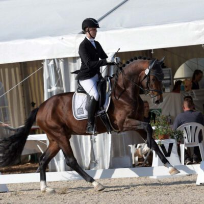 8107 040 1 5676 scaled 400x400 - Sportpferde