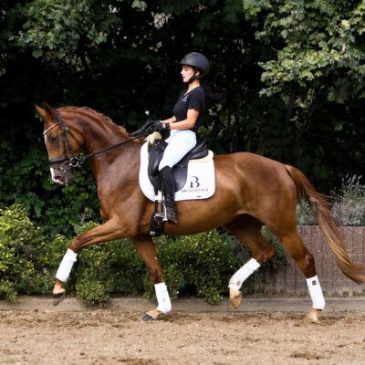 DSC 6220 scaled 400x400 - Sportpferde