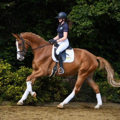 DSC 6986 scaled 400x400 - Sportpferde