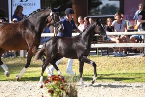 Dr HF 2 NN v De Sandro kn12 300x200 - Gelungenes Fohlenchampionat auf dem Burghof