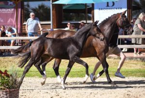 Dr SF 2 Darona v De Sandro 300x203 - Gelungenes Fohlenchampionat auf dem Burghof