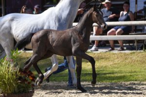 KN21 Chilano Blue x Colman rettig 300x200 - Gelungenes Fohlenchampionat auf dem Burghof