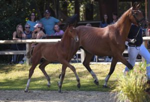 KN23 Cornets Cash v Cornets Cero x Chigaru 300x204 - Gelungenes Fohlenchampionat auf dem Burghof