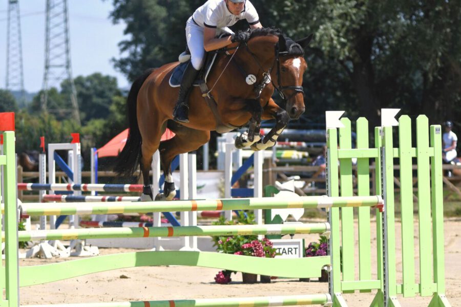 DSC 2911 EDIT KLEIN scaled 900x600 - Showjumpers/Hunters